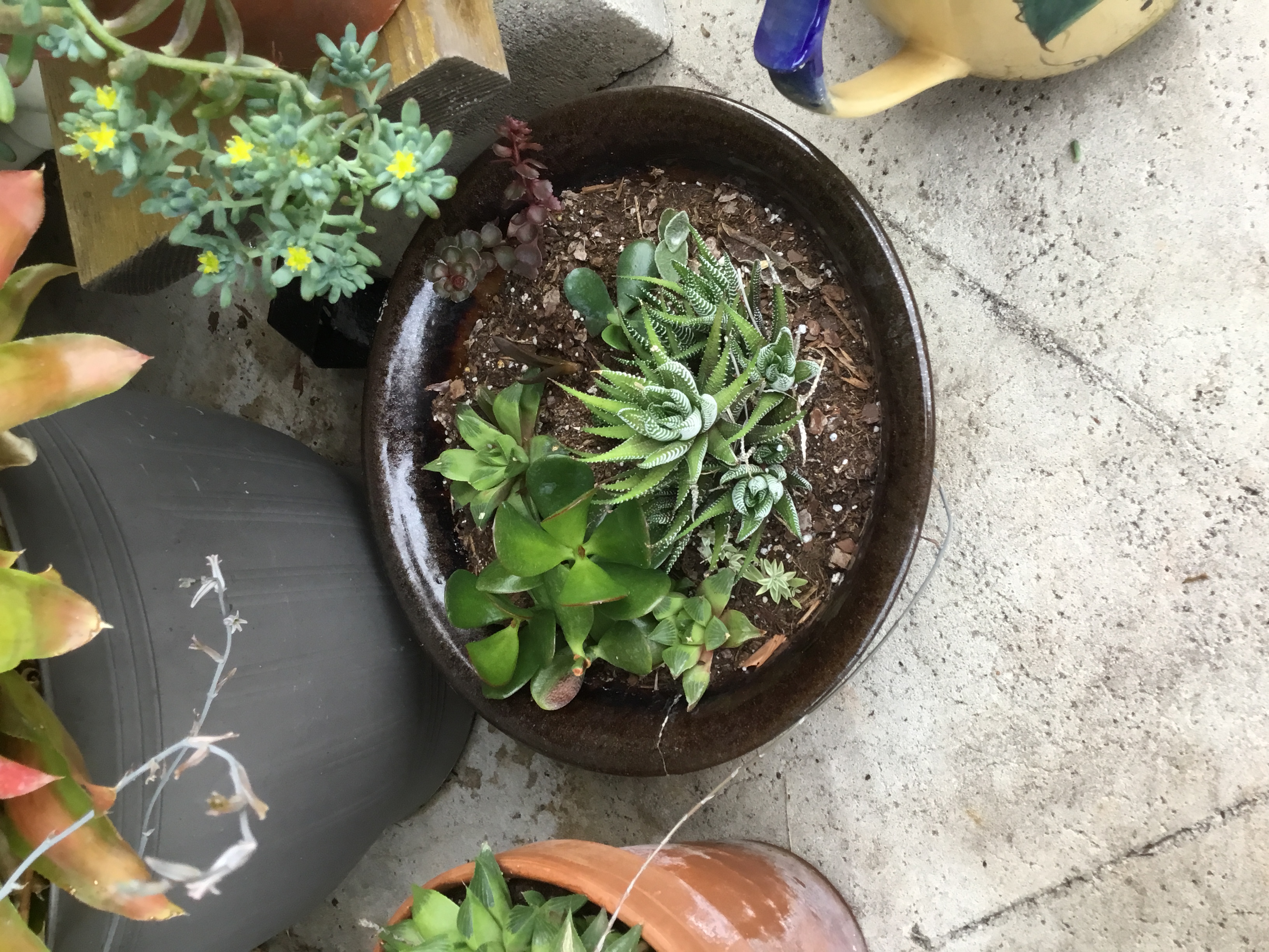 Succulent Mix (bowl).jpg